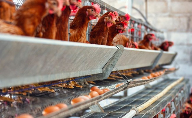 Pembuatan Kandang Ayam